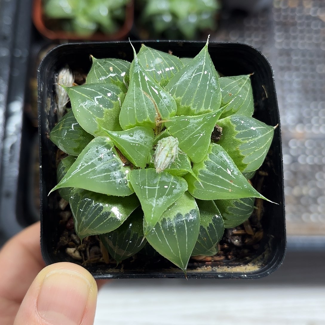 福禄寿多肉植物666