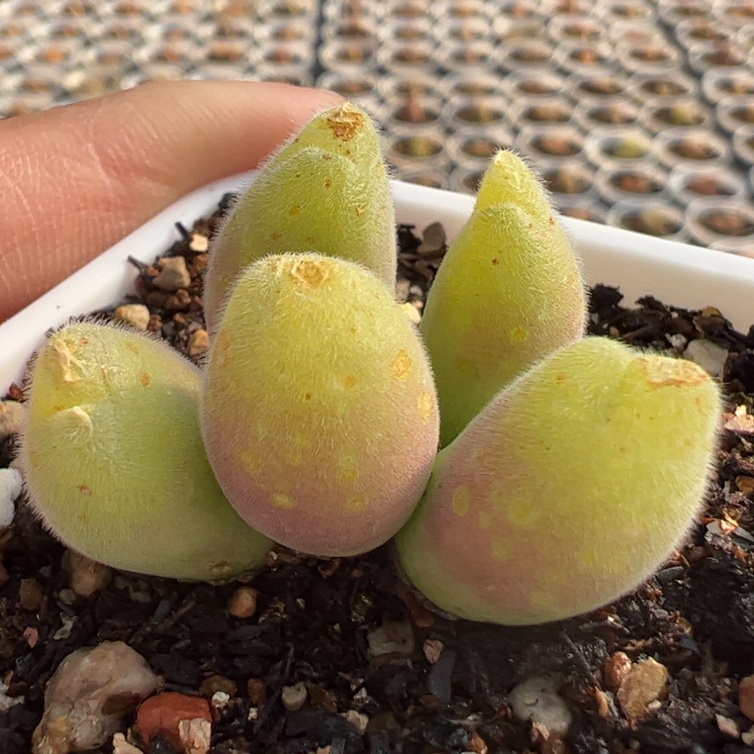 特价长毛翠光玉多肉植物百科