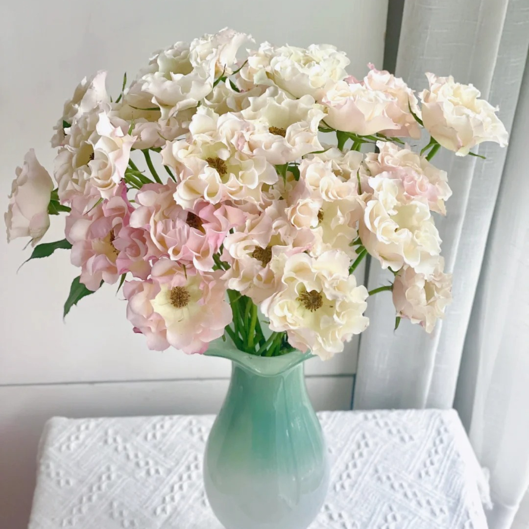 【多头卓芙特】精选多头卓芙特家居摆放插花云南鲜花优质鲜切花