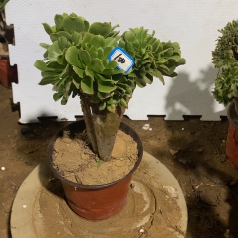 幸*?绿杨蓉缀一物一拍