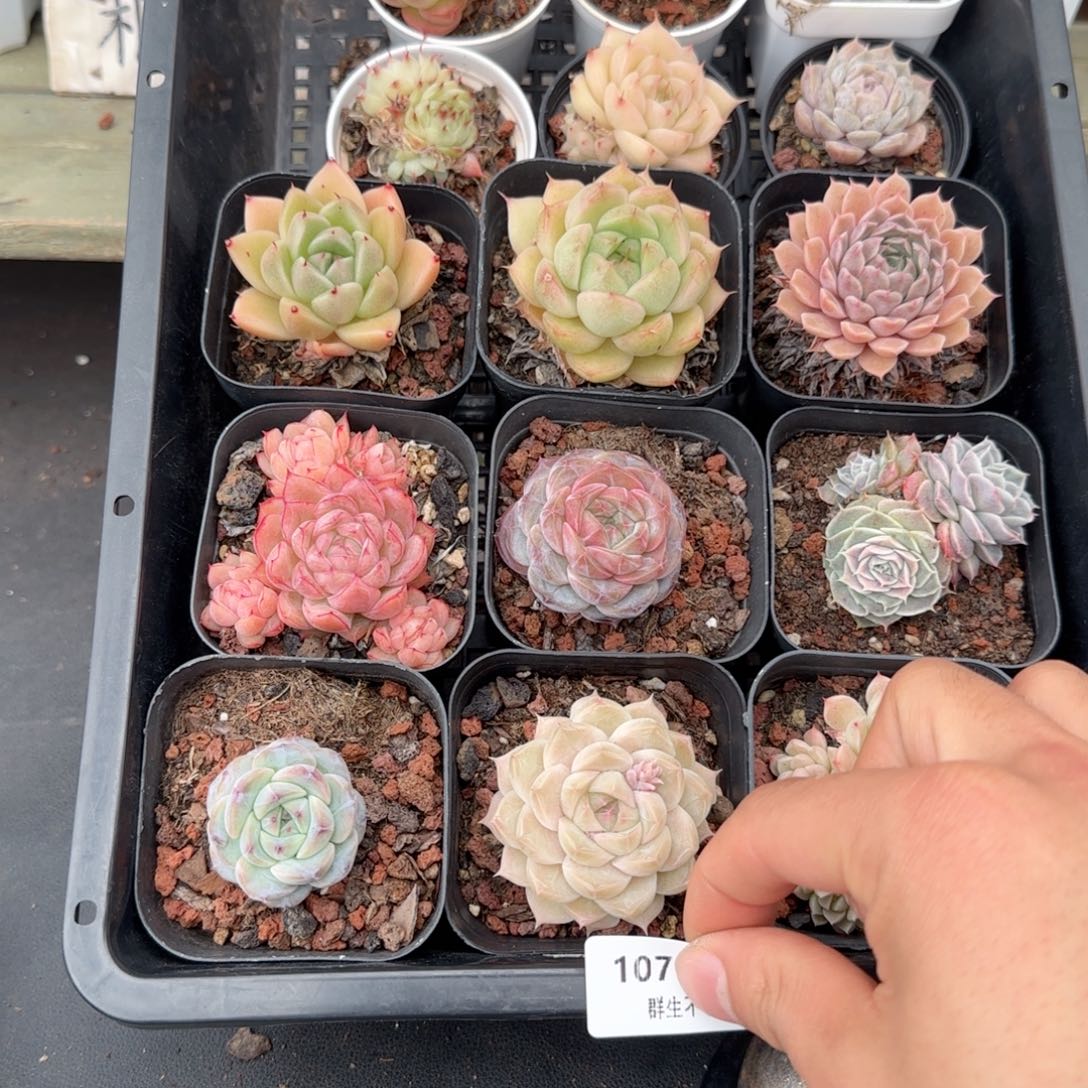 框拍框拍0204-107