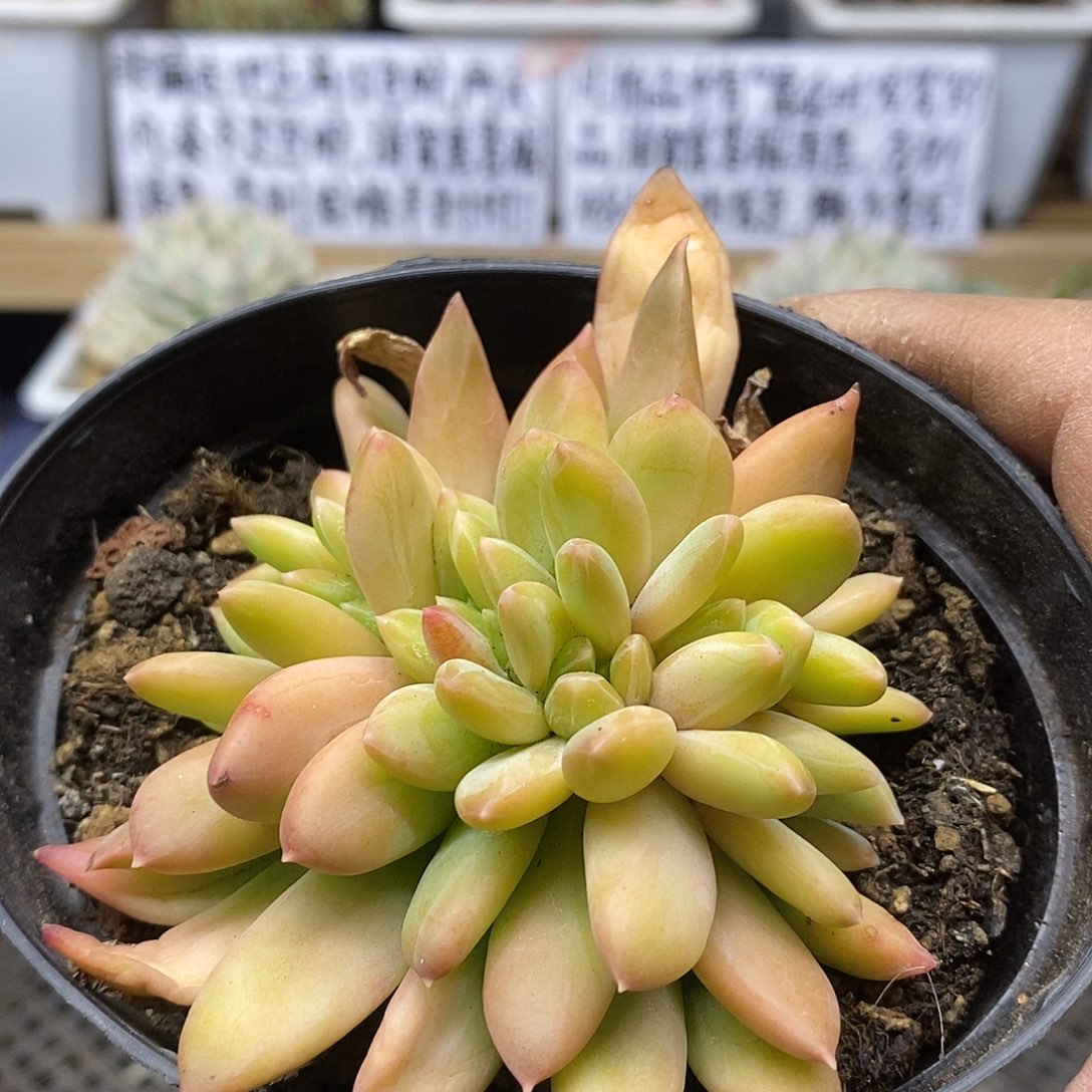 2628 海洋之歌缀