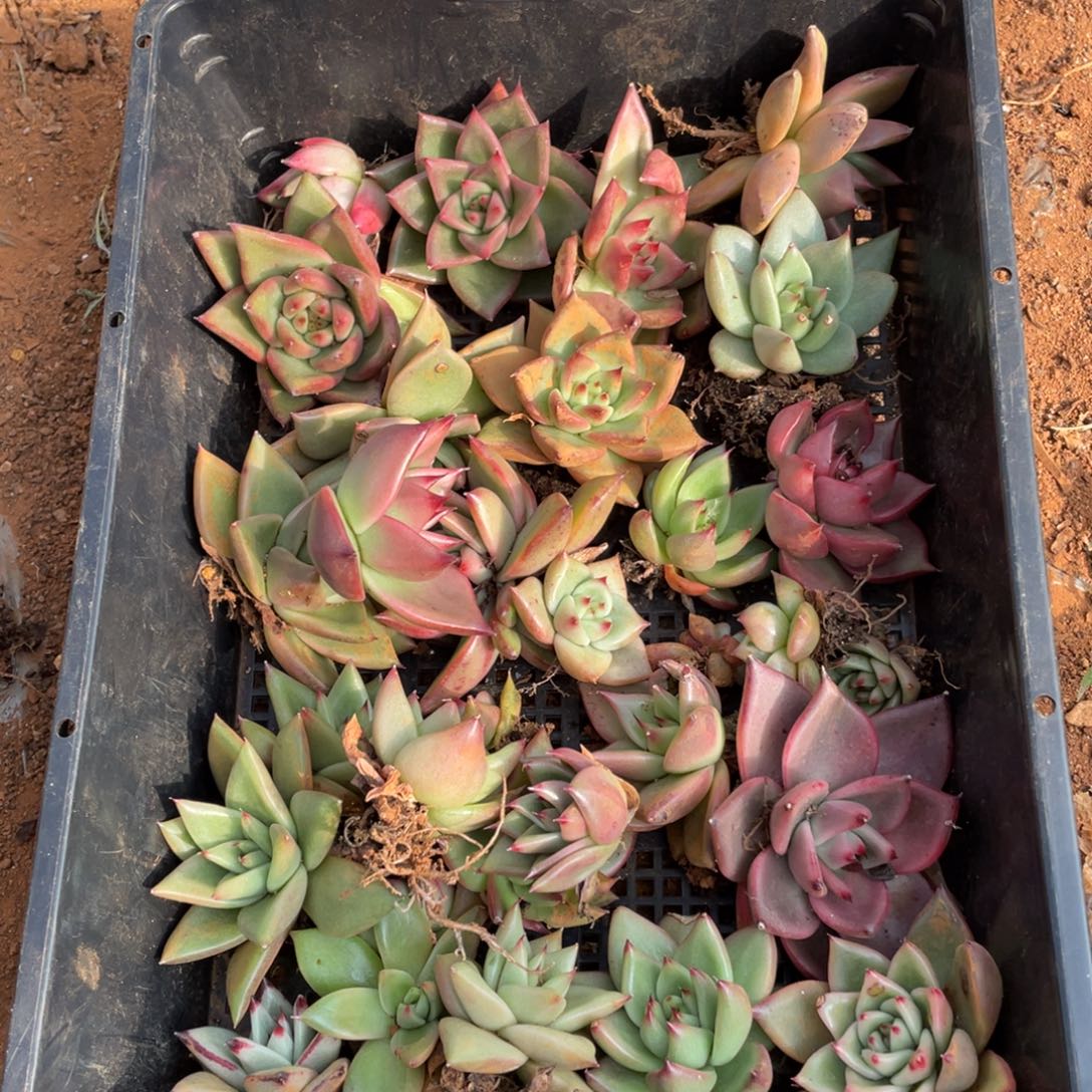 无花朵若茹东云单拍E967