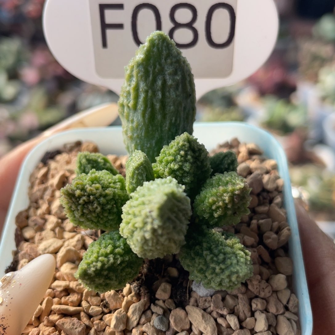     大又翠绿石。 F080。  