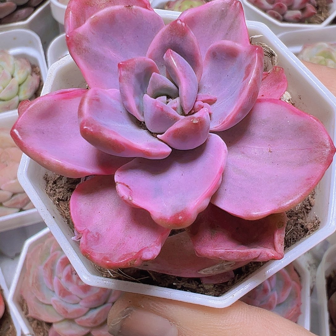 彩虹糖锦19包邮多肉植物
