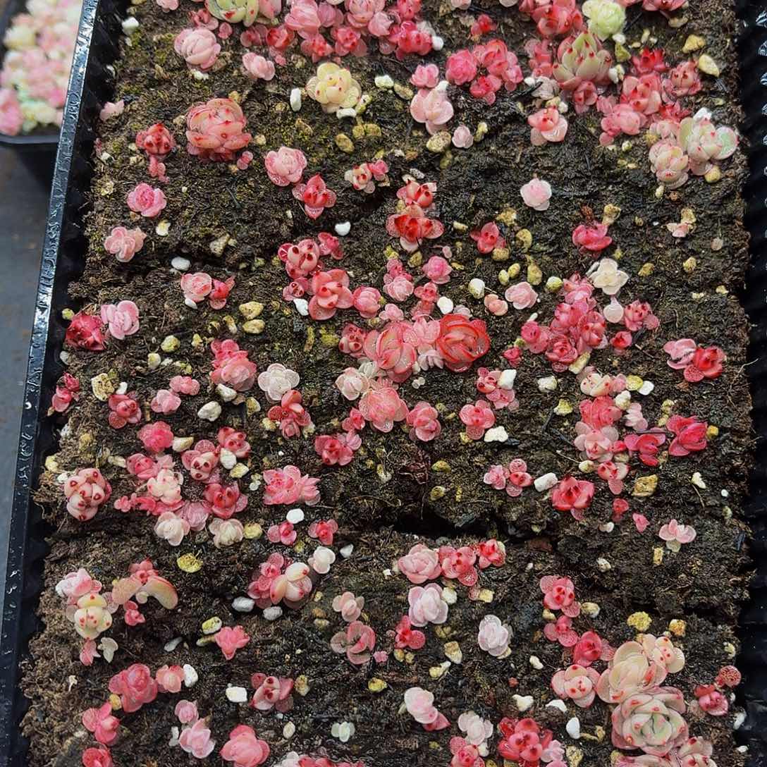 多肉植物多肉植物666