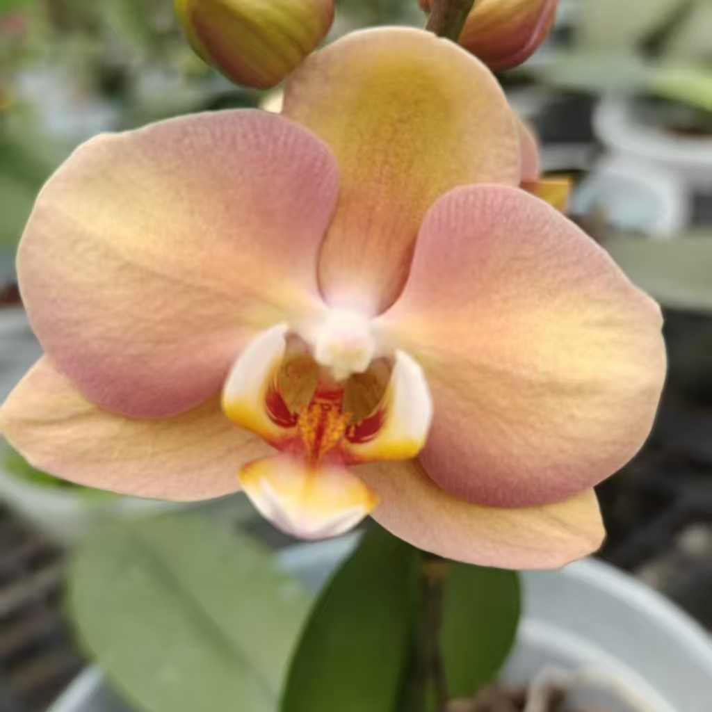 （水蜜桃2028）5.5寸抽梗苗 复古色中花型