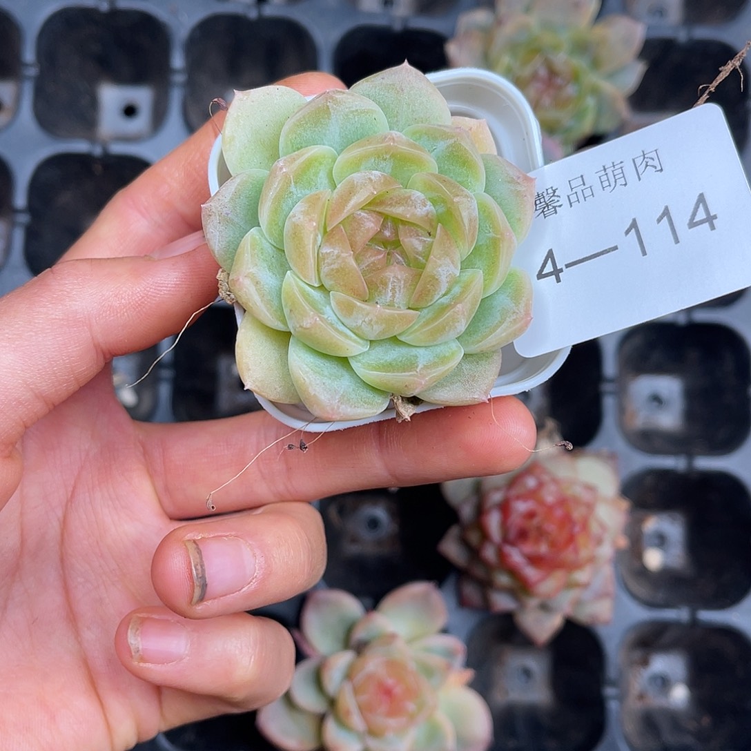 Z***C多肉一物一拍4-114