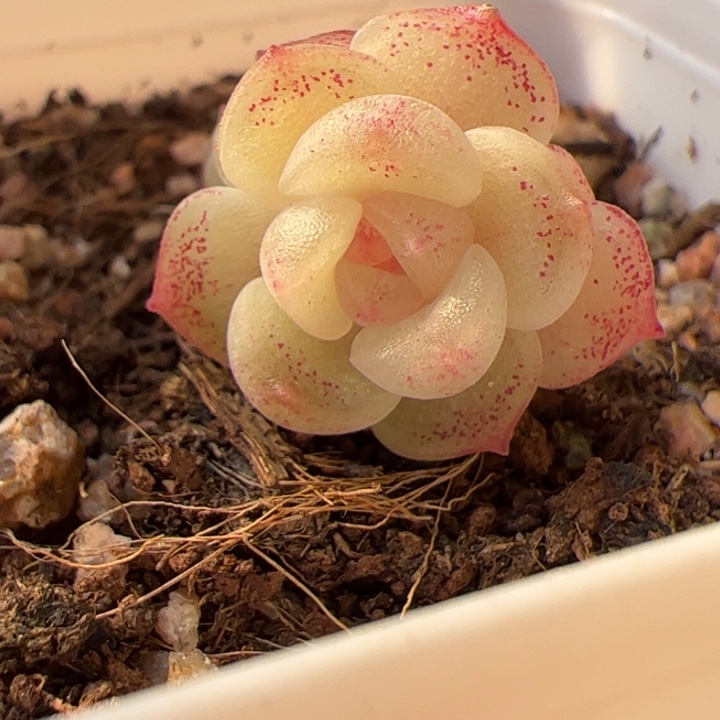 精品糖心，一物一拍，尺寸不大介意勿拍