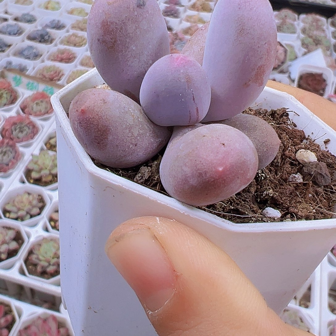 米可奶19包邮多肉