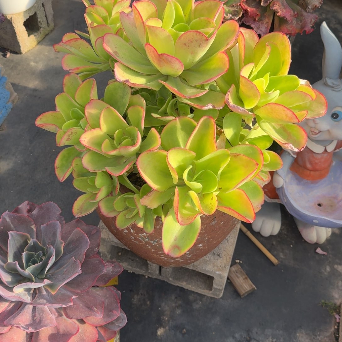 天***Z2918柠檬卷凡艺多肉