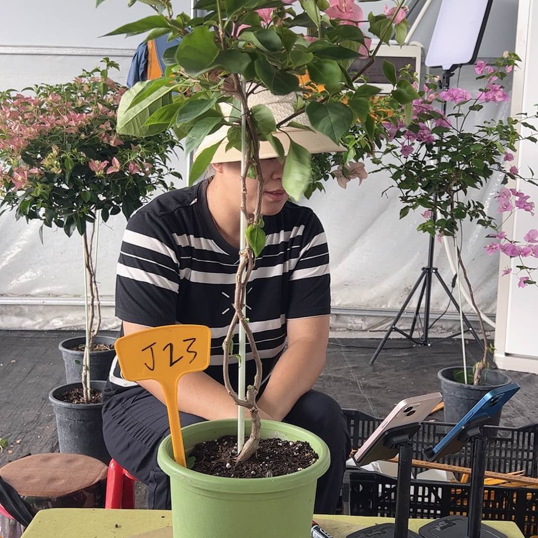 当前无花栽培后可以开花合**乐J23橙粉公主