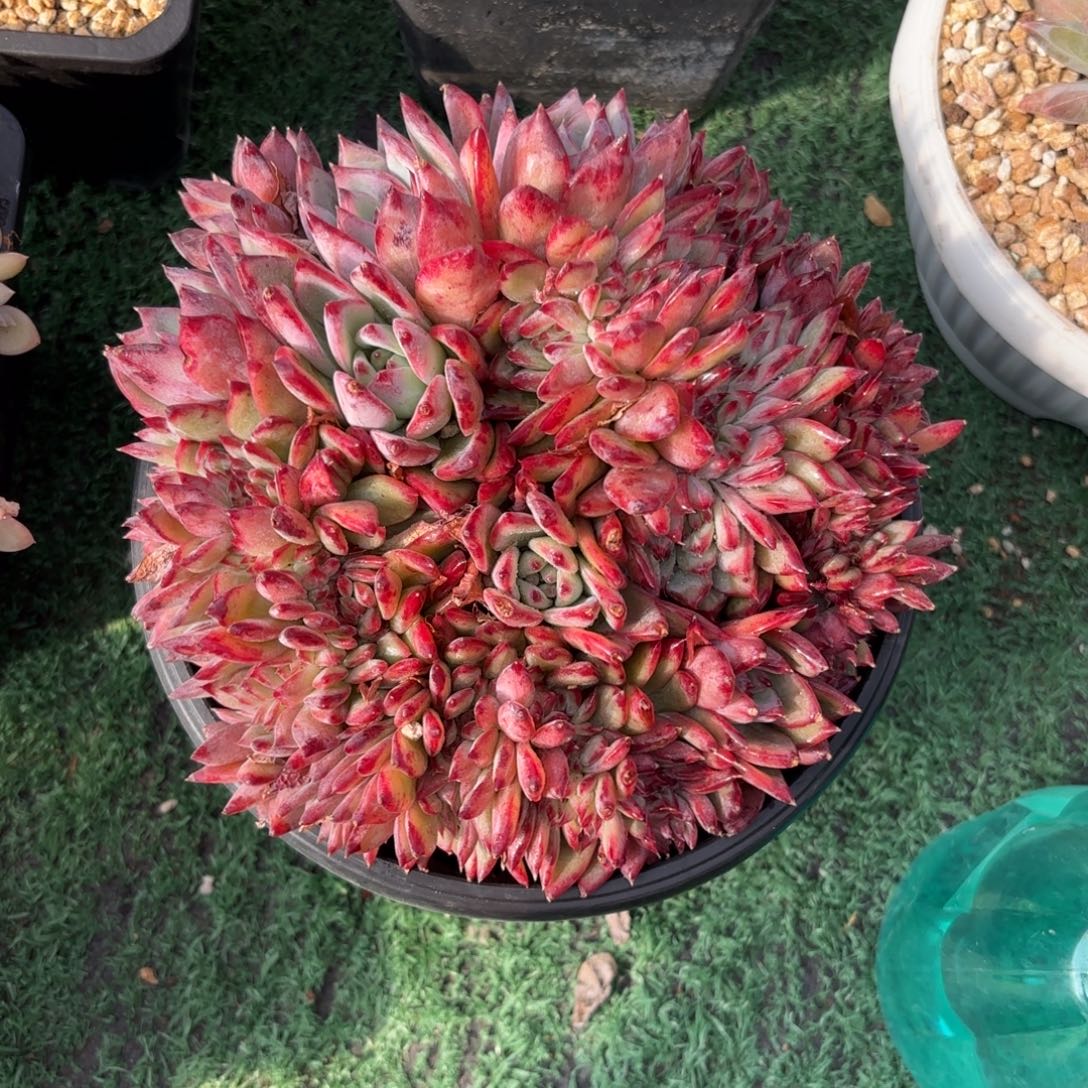 红拉糖缀888888888888多肉