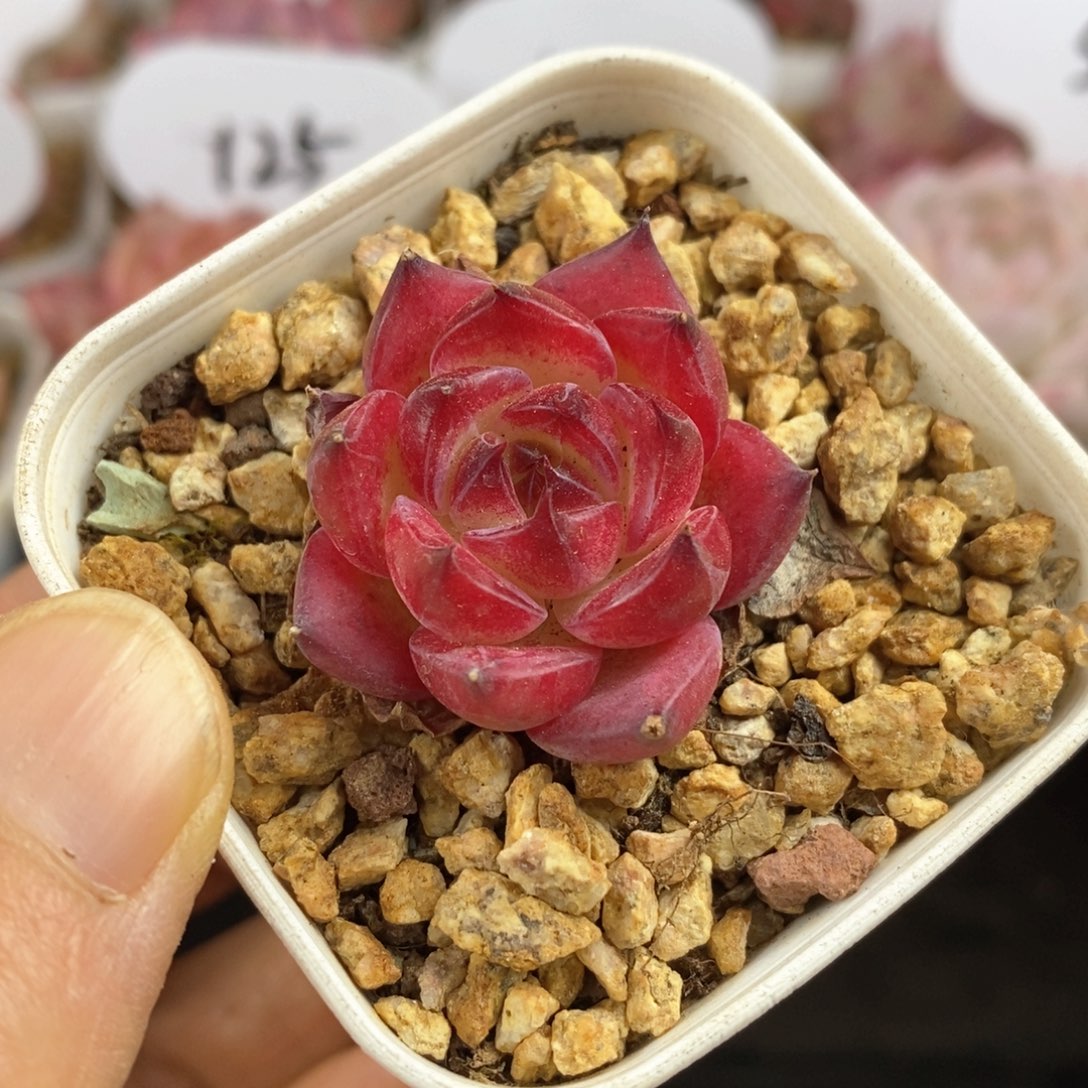 精品多肉一物一拍208