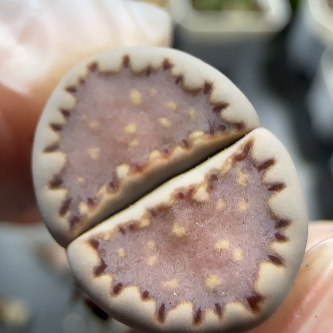 9.8。紫葡萄.013饼干。5025