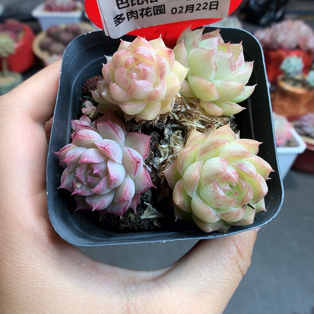 07女王群多肉植物