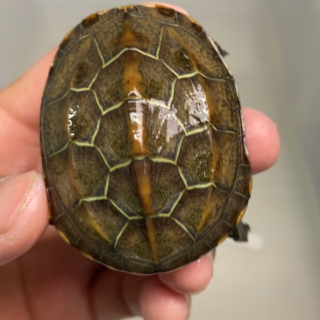 中华草龟不分公母