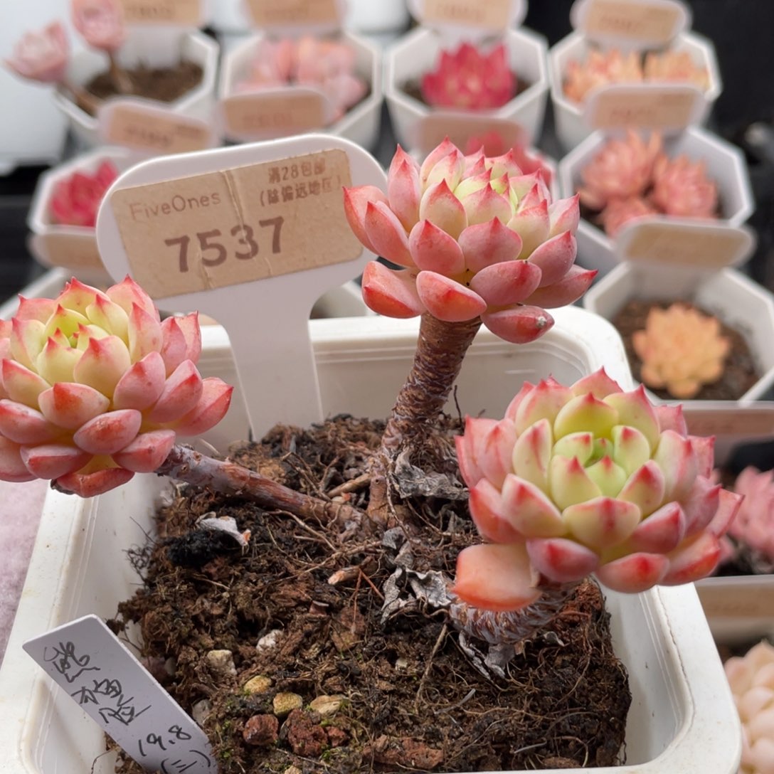 熊猫脸7537-9.5厘米
