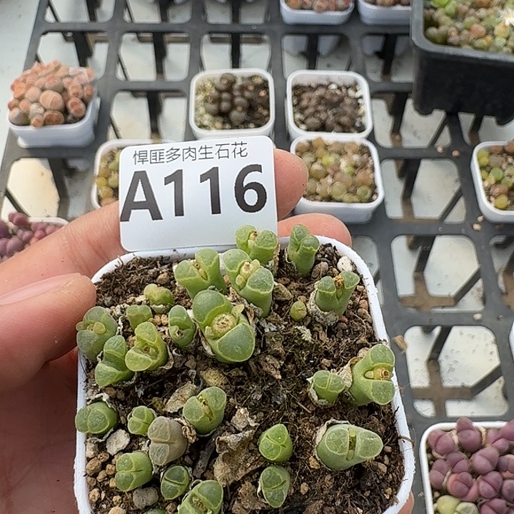 116多肉植物多肉植物