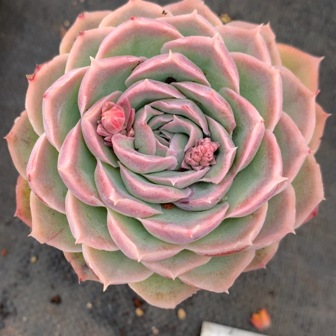 1156杂交精品基地9厘米