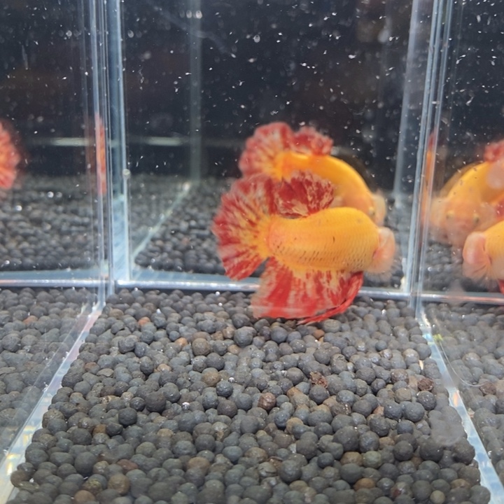 斗鱼泰国斗鱼125号