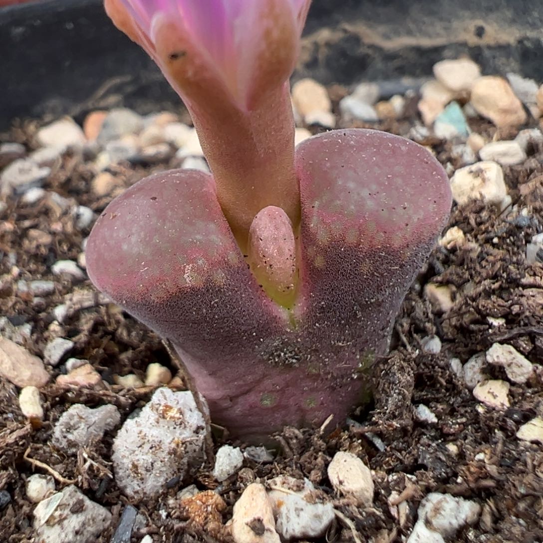 9.29好看的多肉脱土发货153