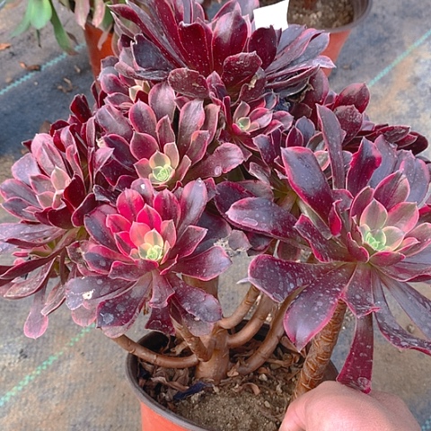 660金丝多肉植物