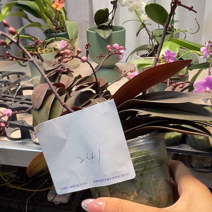 瑶***姐大部分开放少量花苞241