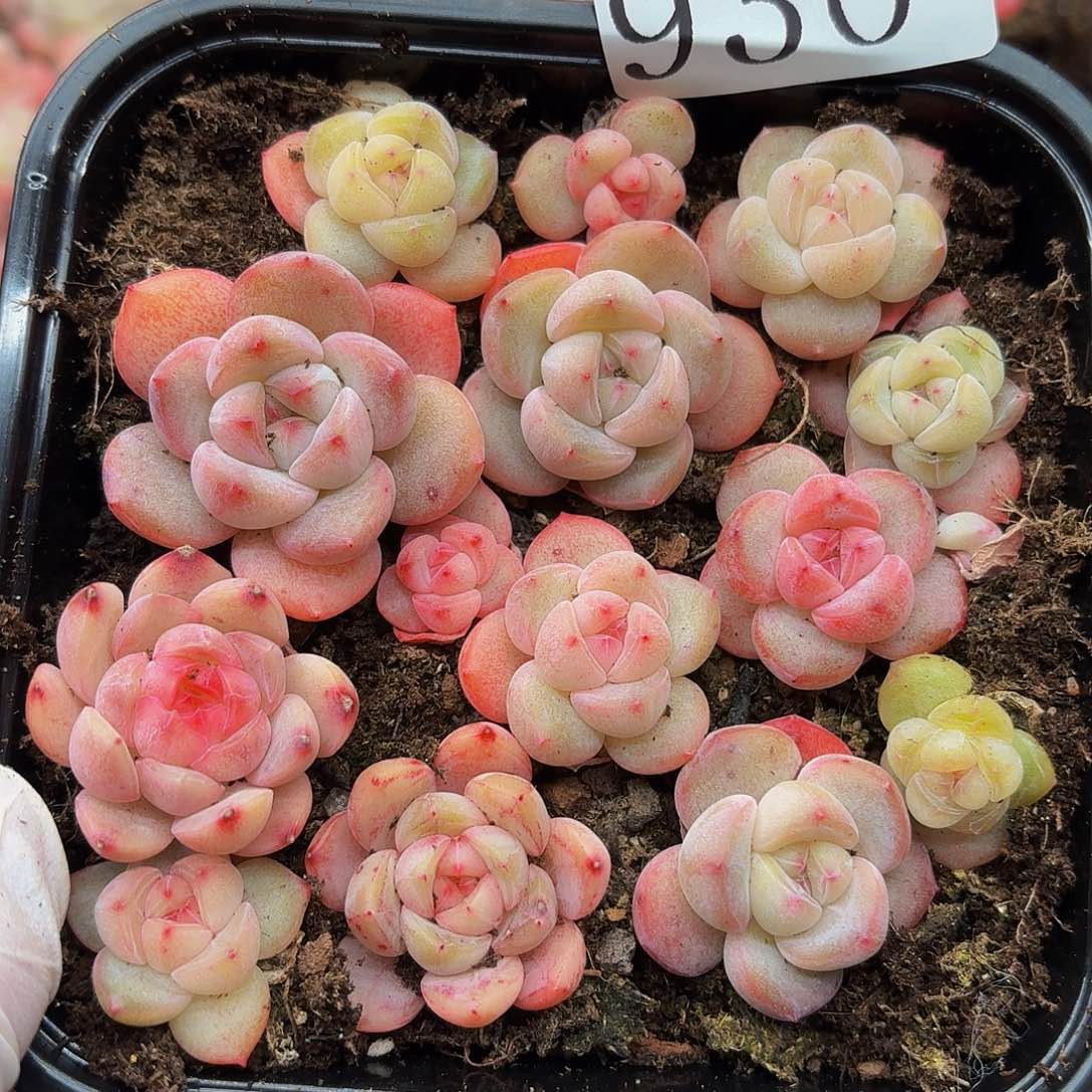 多肉植物多肉植物930