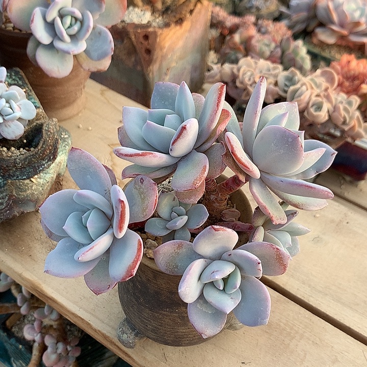 奶茶高桩群生一体无砍