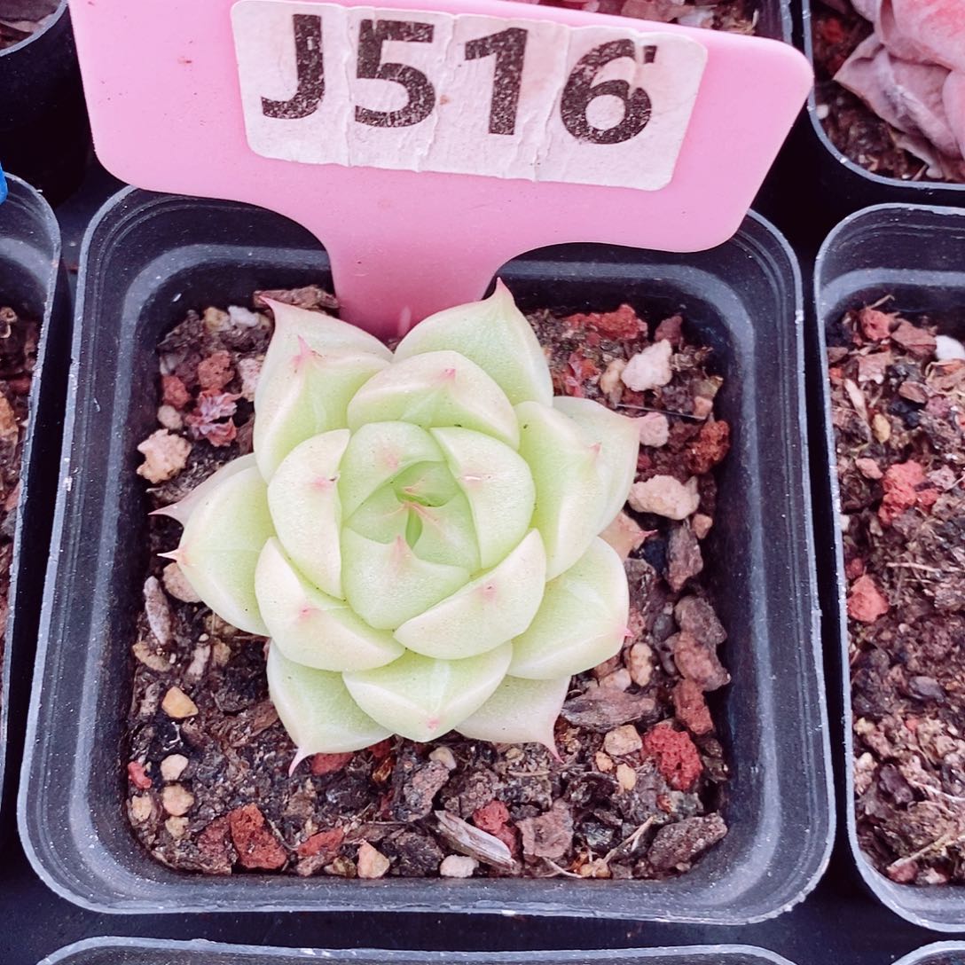 福利4cm多肉植物