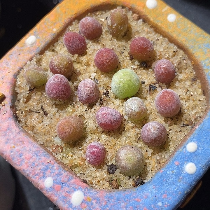 一颗园艺宝辉。     