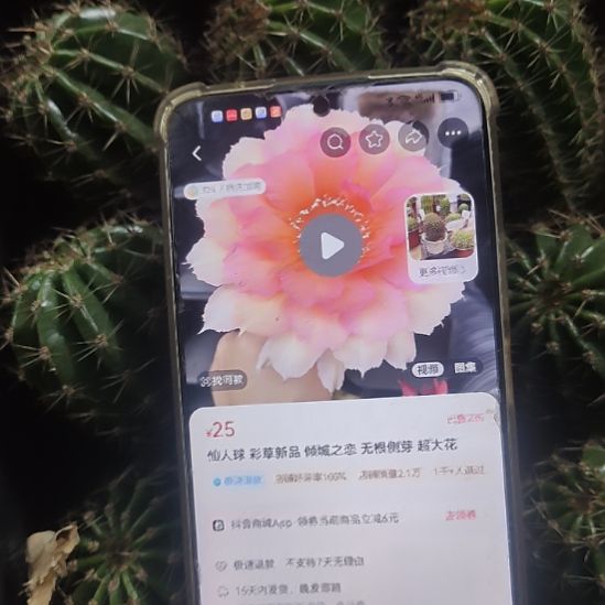 仙人球彩草倾城之恋侧芽