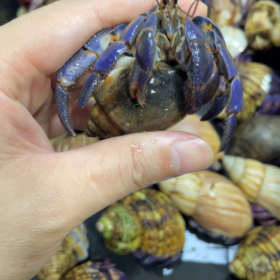 寄居蟹，寄居蟹，寄居蟹