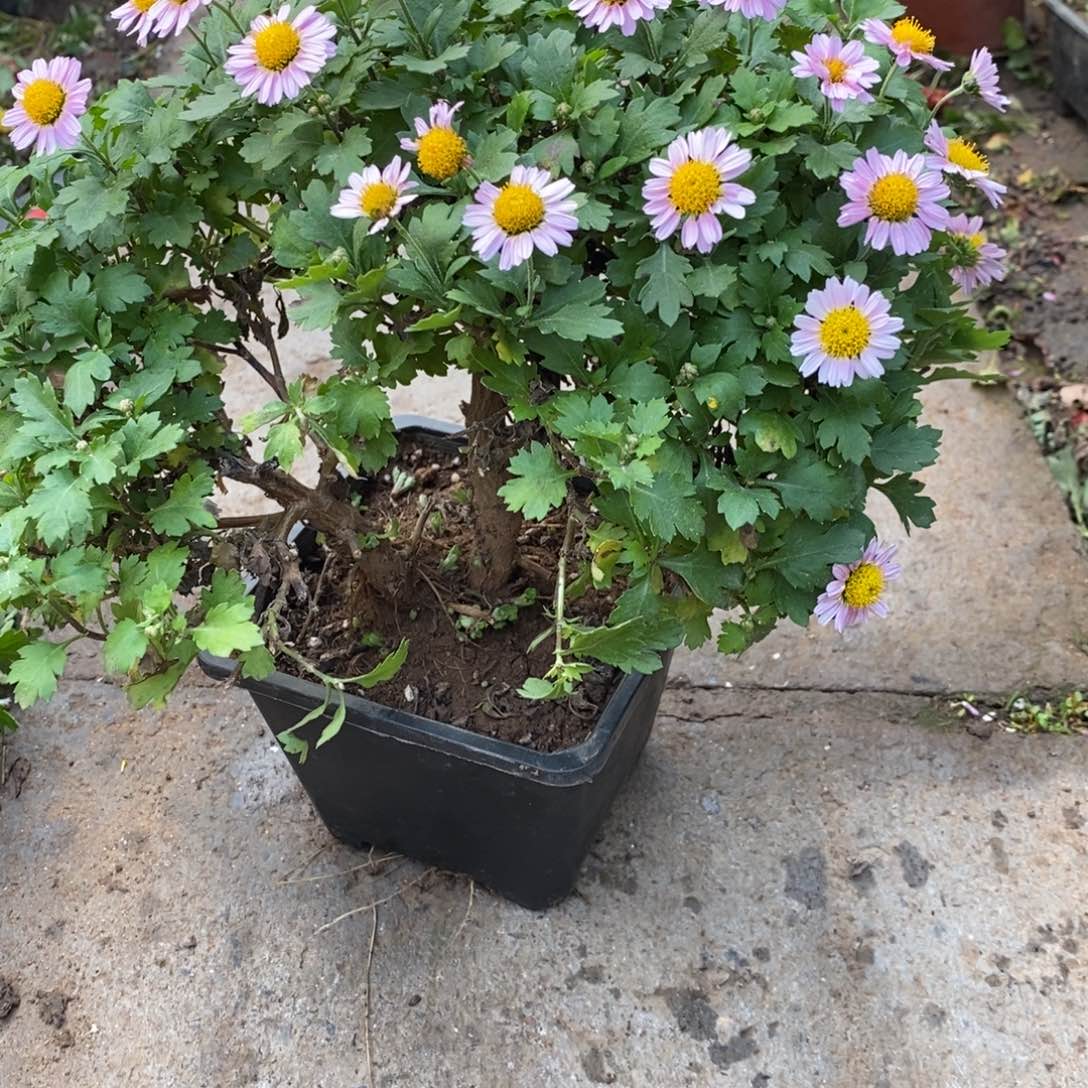 大***健无花朵盆景盆景盆景60