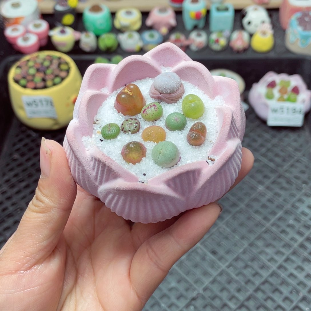 w5196 带盆土发货-零下地区拍保温箱