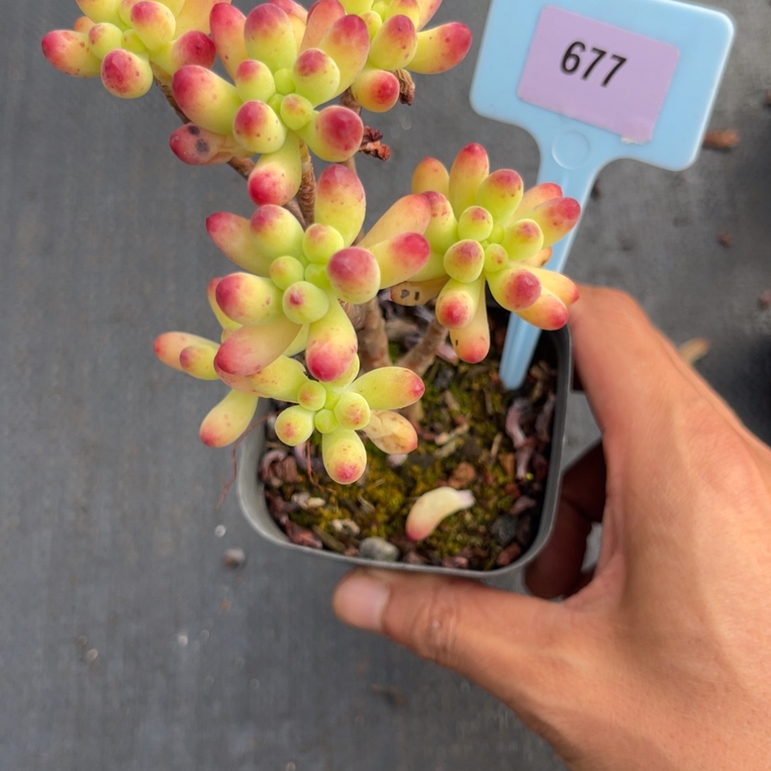 云尘多肉一物一拍677