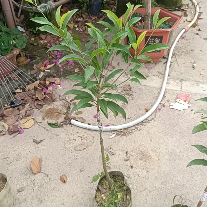 墨西哥人心果嫁接苗一物一拍原盆原土发货