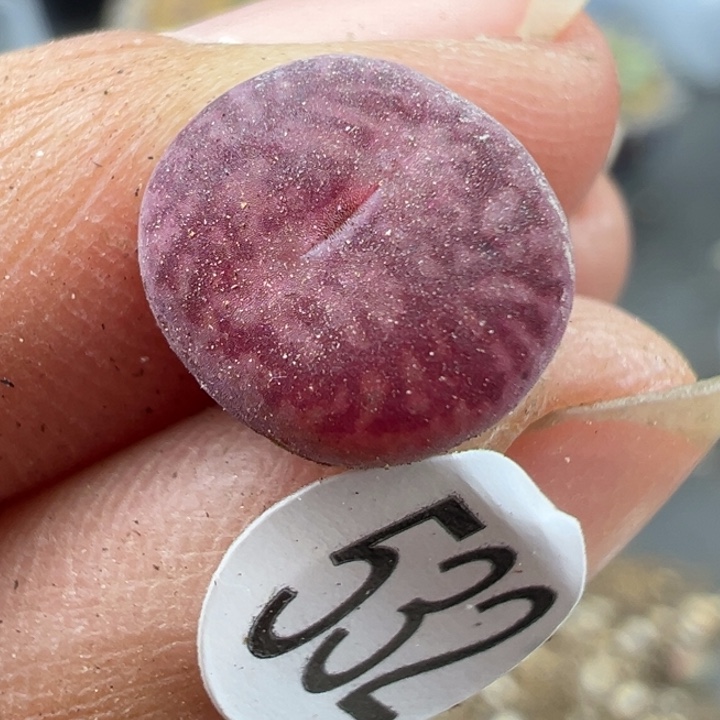 532好这颗多肉有点好看