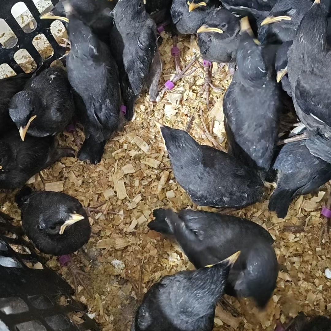 活体黑八林八海八文鸟鹦鹉