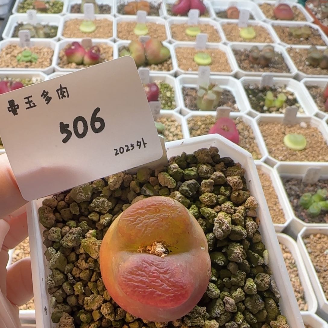 善**生多肉多肉多肉2025-506