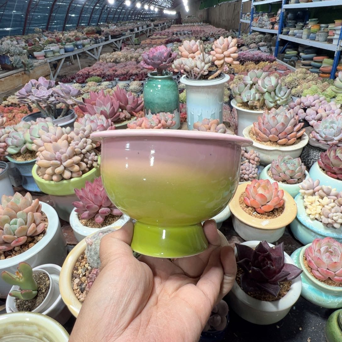 凑满50发货 内口9