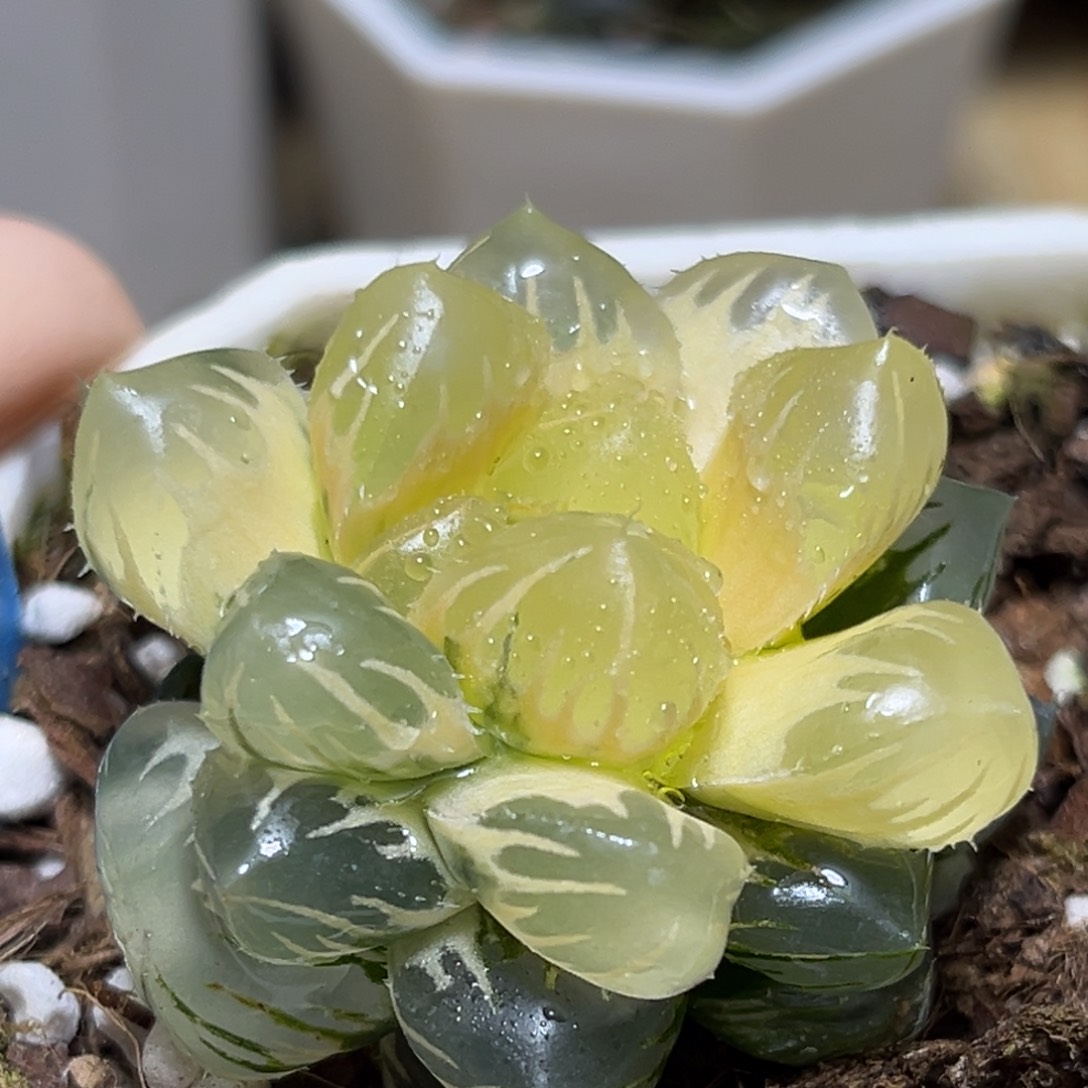 恭喜发财大吉大利720