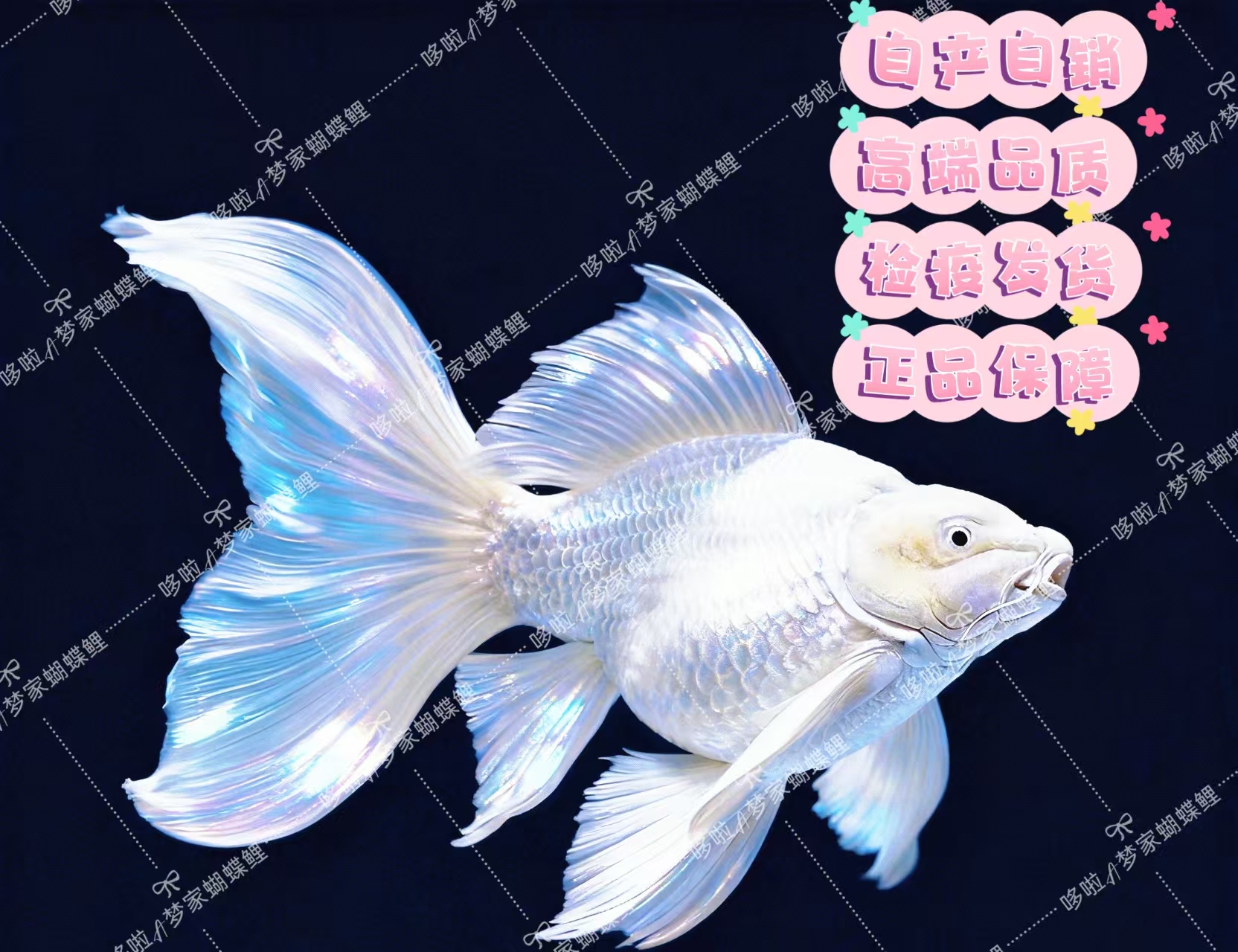 16-20公分白贵妃蝴蝶鲤纯种大鳍大尾广温石膏白混养群养观赏鱼