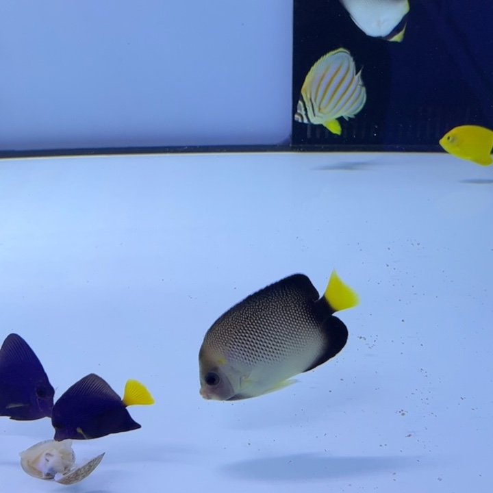 海水鱼黄尾诛仙 眼睛凸 瑕疵120 人字蝶80*2=160 包装10运费40