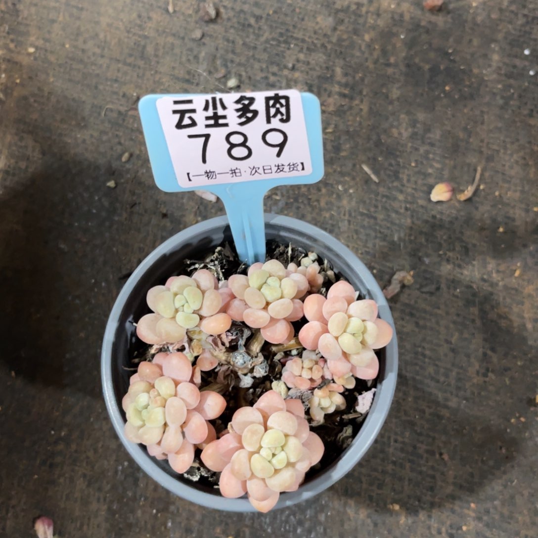 云尘多肉一物一拍789