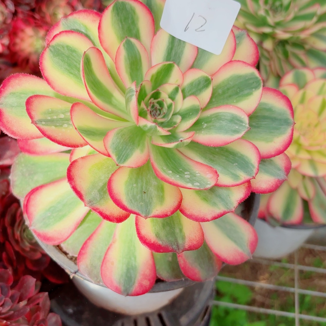 一物一拍多肉法师12