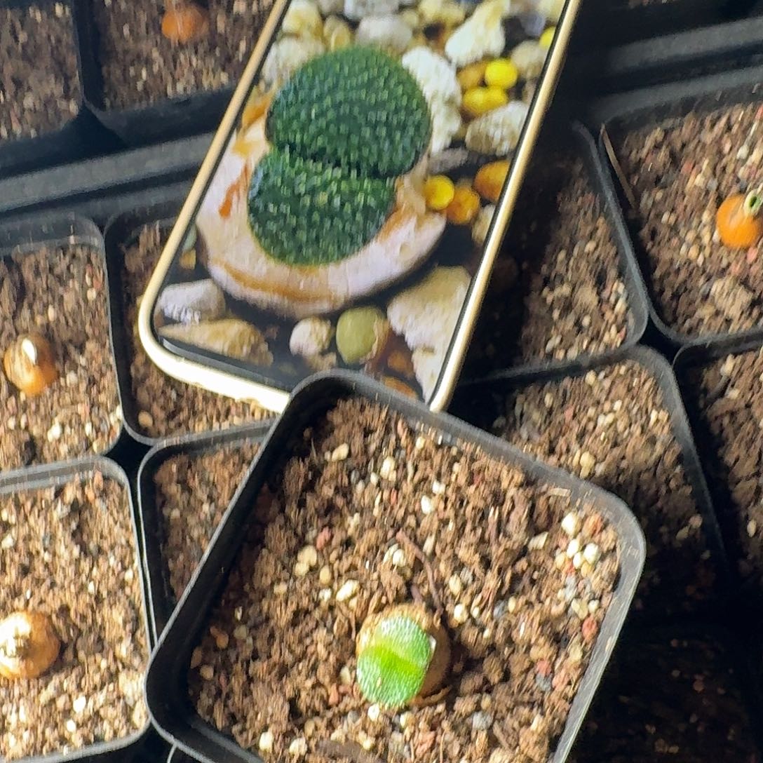 钢锉灯台百合一个带盆发约1.4cm