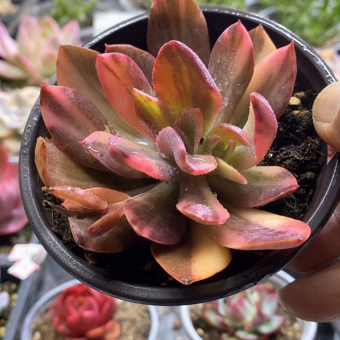 19180划伐花脸锦多肉