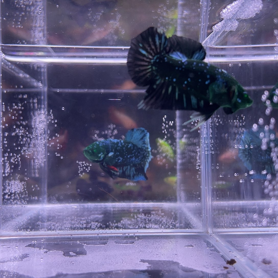 斗鱼可博泰斗092112